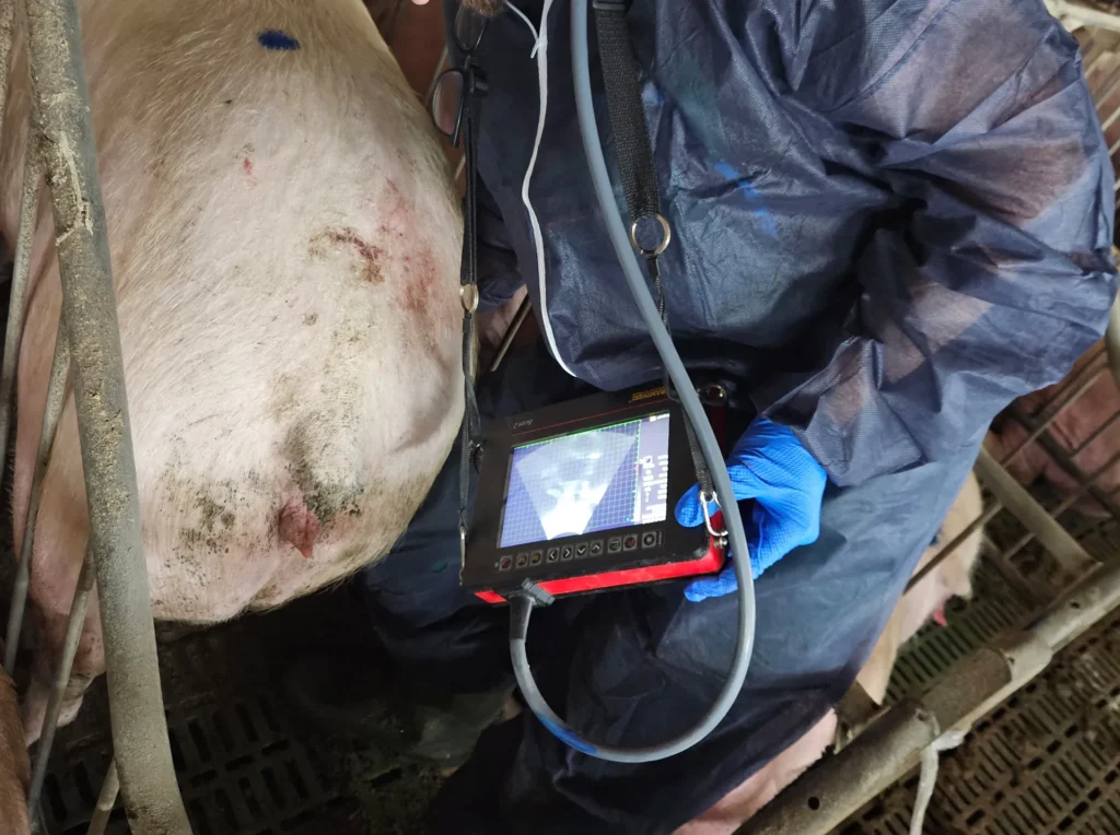 Ecógrafo veterinario iScan 2 Dramiński