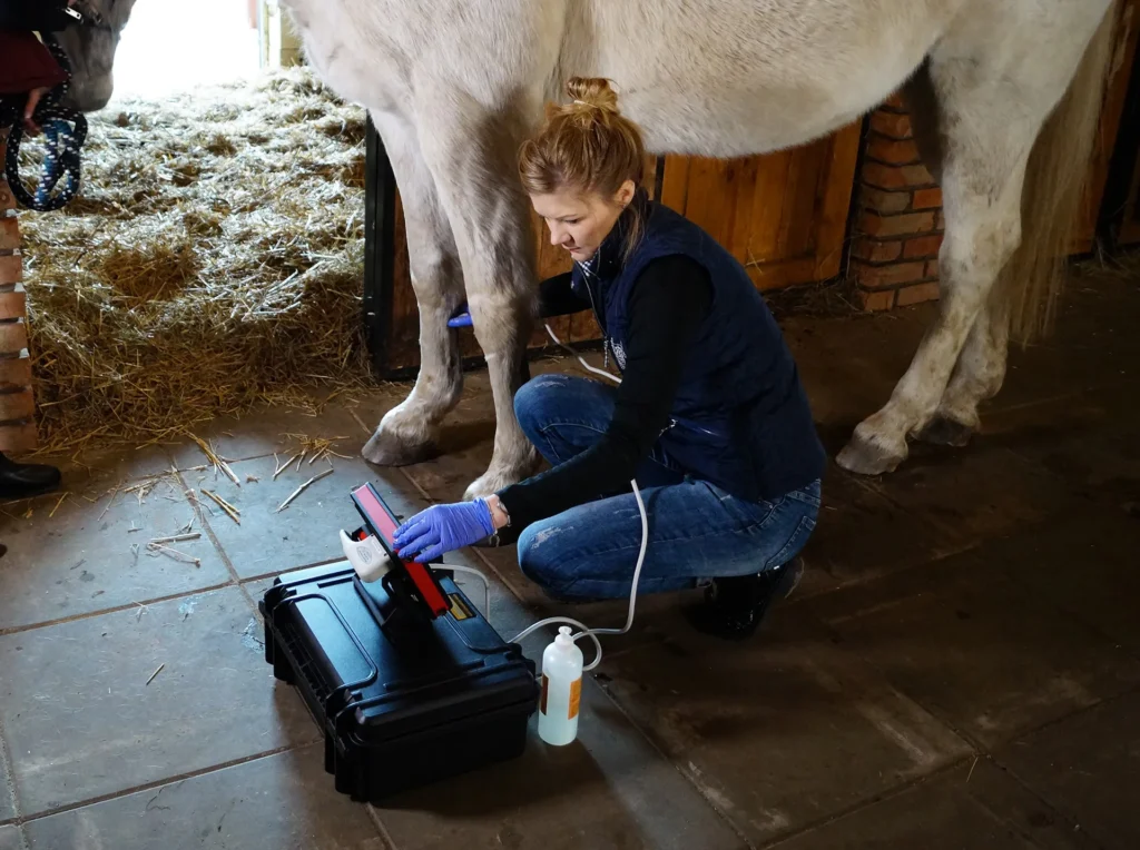 Ecografía veterinaria en caballo con iScan2 Multi Dramiński