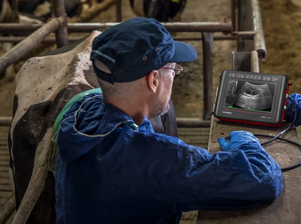 Ecografía veterinaria en vaca con iScan2 Multi Dramiński