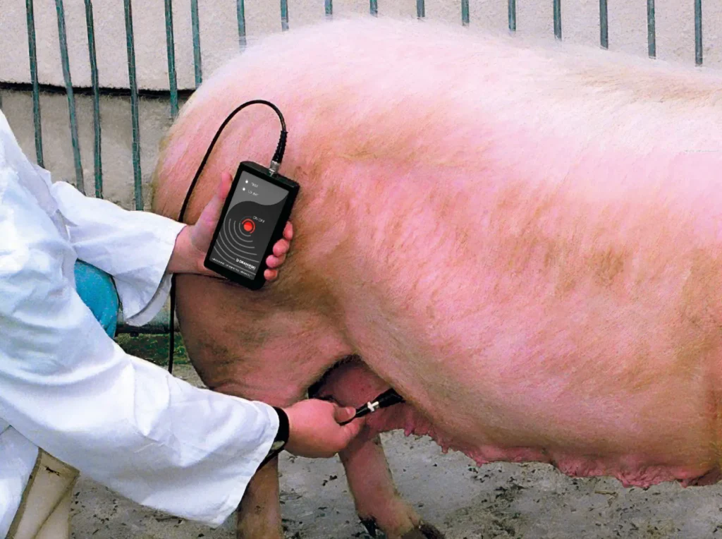 Detector de gestación fiable para cerdas Dramiński
