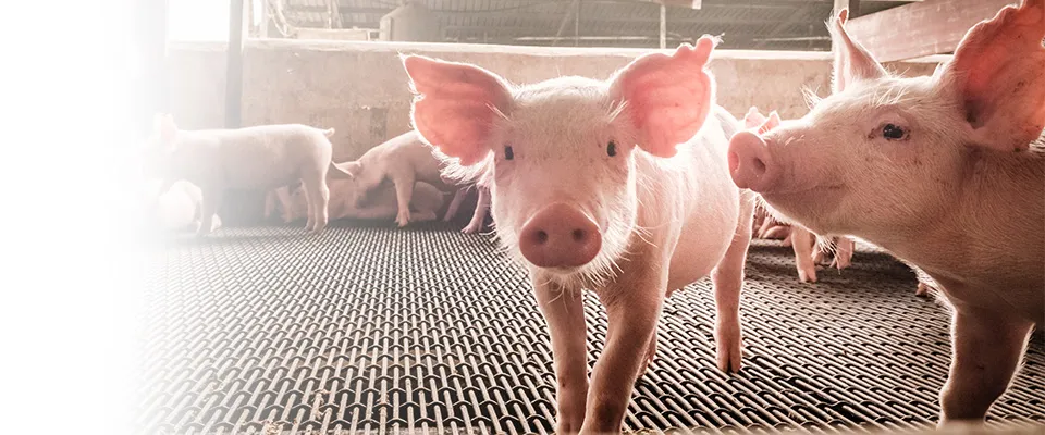 Imagen principal del test de gestación para cerdas Dramiński