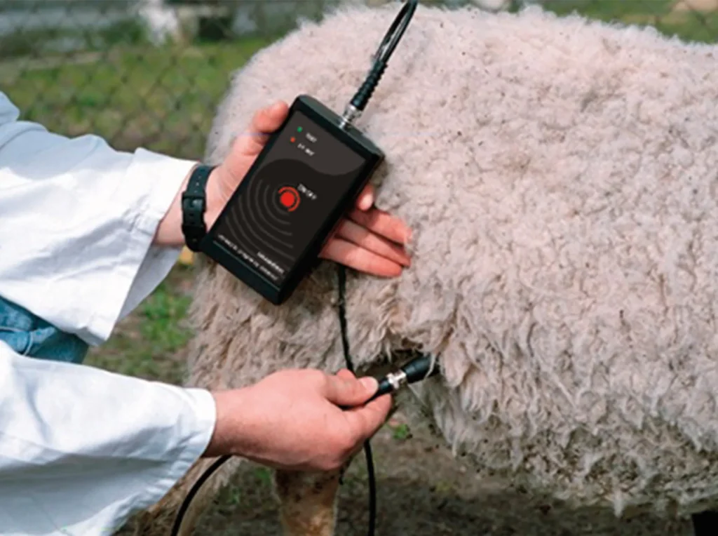 Detector de gestación fiable para ovejas Dramiński