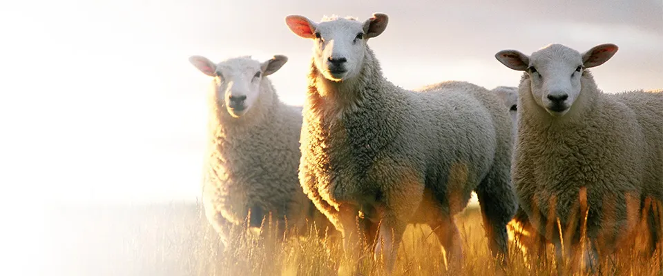 Imagen principal del test de gestación para ovejas y cabras Dramiński