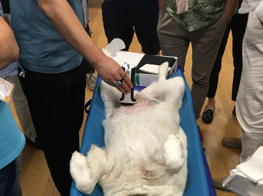 Aplicación veterinaria ASUS utilizada para exámenes ecográficos