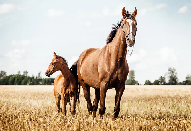 Formación – reproducción de grandes animales con OPU Dramiński