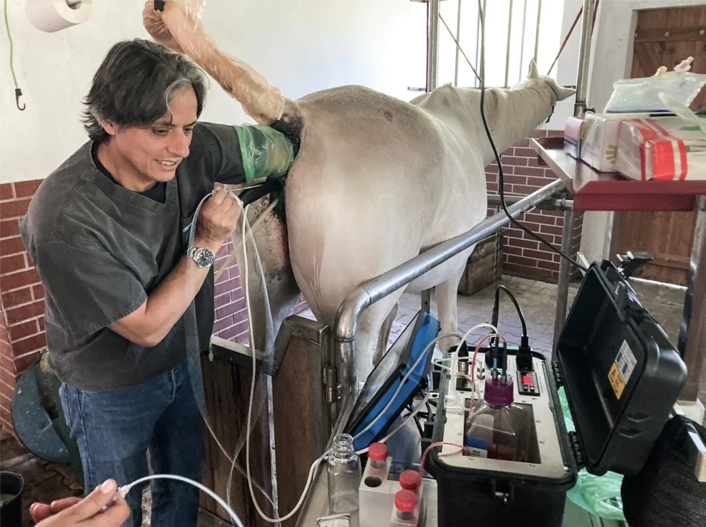 Ovum Pick-Up Dramiński – reproducción en caballos y grandes animales