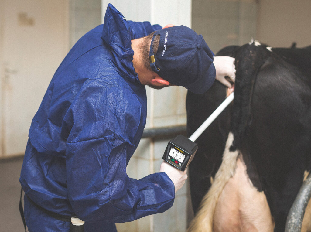 Jak mam wykryć ruję u krowy